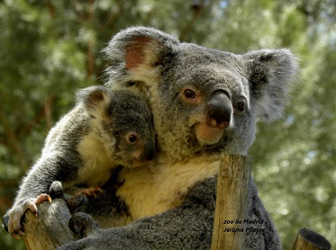 Photo de koalas