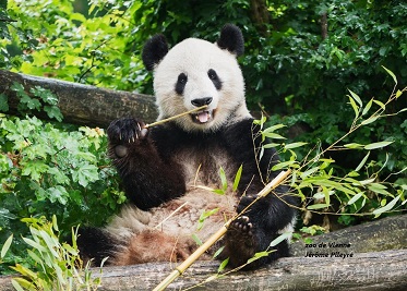 Photo de panda